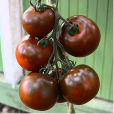Насіння томату «Козачка»