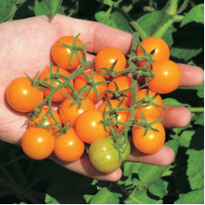 Tomato seeds «Sun Sugar»