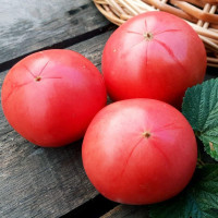 Tomato seeds «Zinulya»