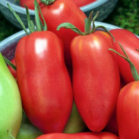 Семена томата «Хуго»