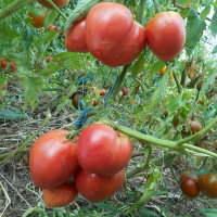 Tomato seeds «Babel»