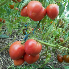 Tomato seeds «Babel»