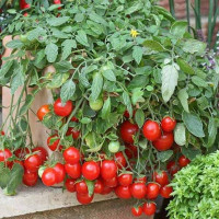 Tomato seeds «Linda»