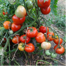 Tomato seeds «Queen of the North»