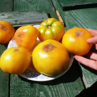 Семена томата «Золотая медаль»