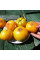 Tomato seeds «Golden medal»