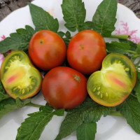 Tomato seeds «Dwarf copperhead»