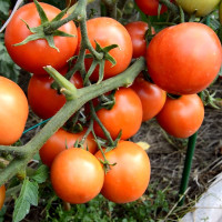 Tomato seeds «Yamal 200»