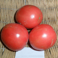 Семена томата «Прометей»