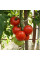Насіння томату «Прометей»