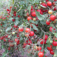 Tomato seeds «Pink Quarts Multiflora»