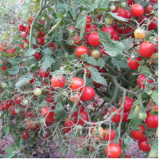 Насіння томату «Рожевий кварц»