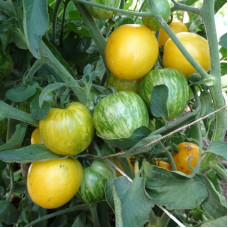 Tomato seeds «Butter apple»