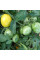 Tomato seeds «Butter apple»