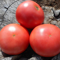 Tomato seeds «Pink Sarajevo»