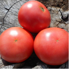 Tomato seeds «Pink Sarajevo»