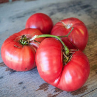 Насіння томату «Брендівайн лінія Саддата»