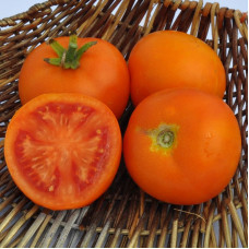 Tomato seeds «Zlatava»