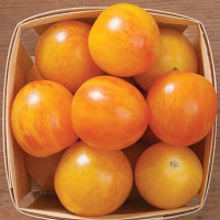 Tomato seeds «Tigeretta cherry yellow»