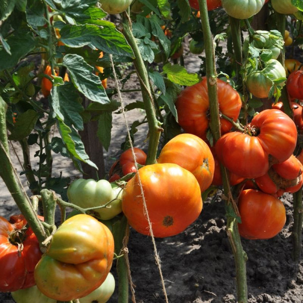 Насіння томату «Цукровий бізон»