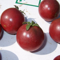 Tomato seeds «Haley's Purple Comet»