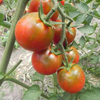Tomato seeds «Eggplant»