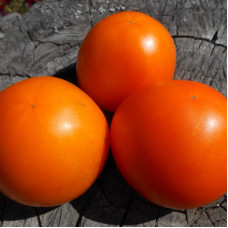 Tomato seeds «Celestial sun»