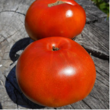 Насіння томату «Карлик тасманський шоколад»
