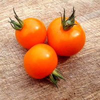 Семена томата «Золотая яблоня»