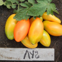 Семена томата «Луч»