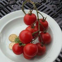 Tomato seeds «Mexican honey»