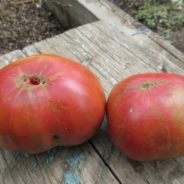 Tomato seeds «Happy Captain»