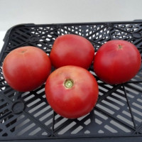 Насіння томату «Топтигін»