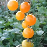 Насіння томату «Наречена»