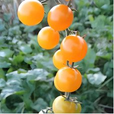 Tomato seeds «Bride»