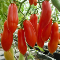Tomato seeds «Red banana»