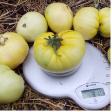 Tomato seeds «Great white beefsteak»