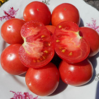 Tomato seeds «Dwarf Perth Pride»