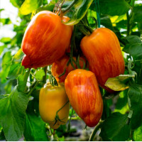 Tomato seeds «Yellow fire»
