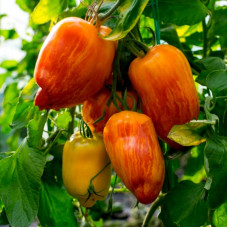 Tomato seeds «Yellow fire»