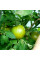 Tomato seeds «Lime green salad»