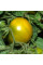 Tomato seeds «Lime green salad»