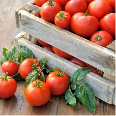 Tomato seeds «Lord of the Steppes»