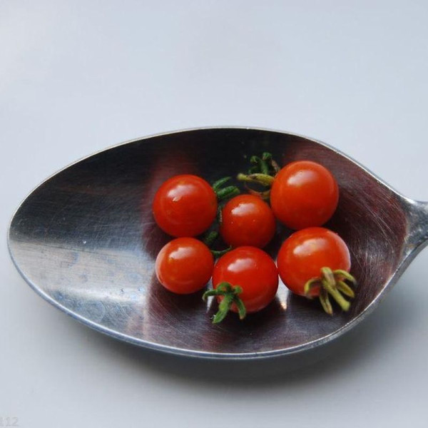 Tomato seeds «World's smallest red»