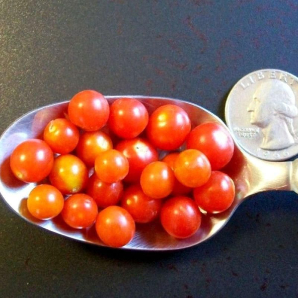 Tomato seeds «World's smallest red»