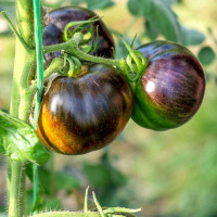Семена томата «Космическое затмение»
