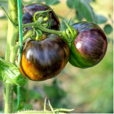 Tomato seeds «Cosmic eclipse»
