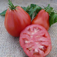 Tomato seeds «Truffle pink»