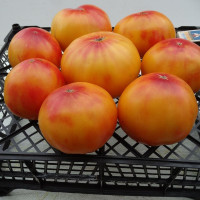 Семена томата «Ананасный»