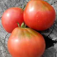 Tomato seeds «Lee's Sweet»